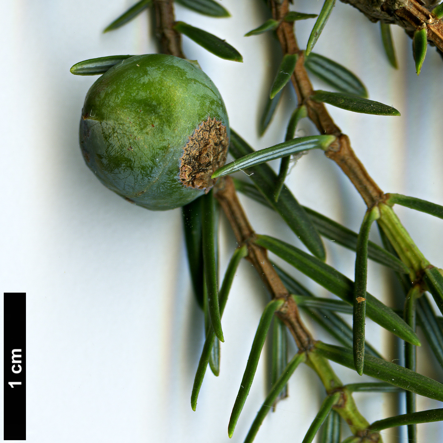 High resolution image: Family: Cupressaceae - Genus: Juniperus - Taxon: cedrus